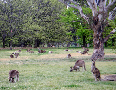 0958: Canberra kangaroos