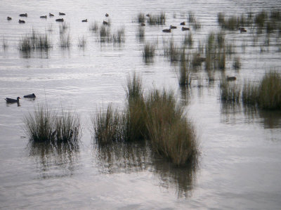 0961: Life in the lake shallows