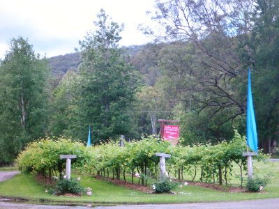 Vines outside Stonehurst