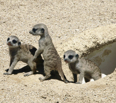 4753: Young meerkats