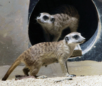 4754: Meerkats