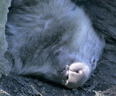 4768: Wombat asleep