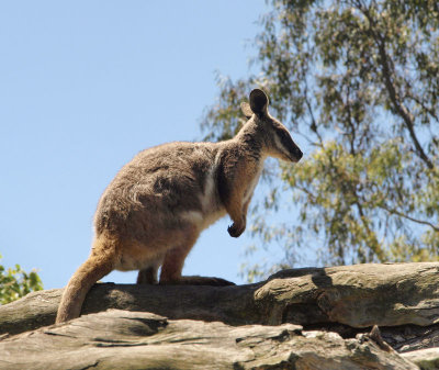 4775: Wallaby looking for altitude