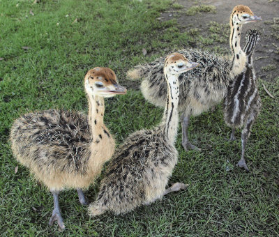 4784: Emu and ostrich chicks