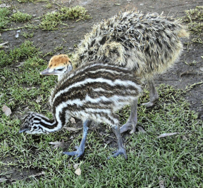 4786: Emu and ostrich chicks