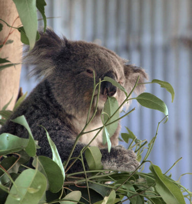4813: Koala with lunch