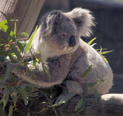 4815: Koala