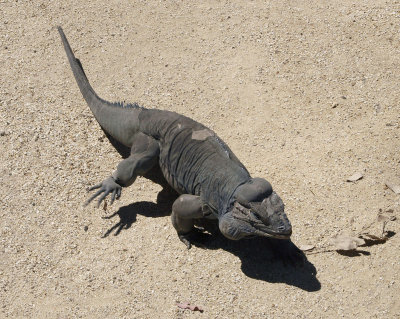 4758: Rhinoceros iguana