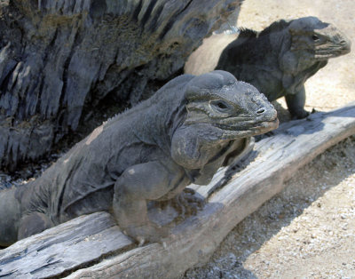 4760: Rhinoceros iguanas