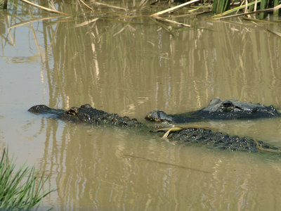 4776: Alligators