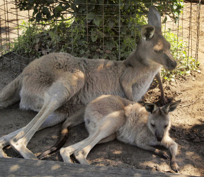 4827: Kangaroos resting
