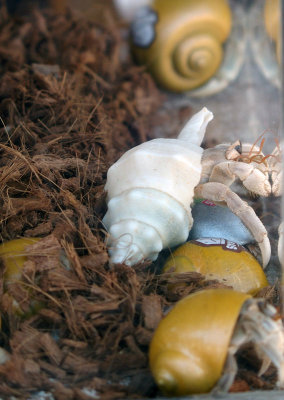 Hermit crabs for sale