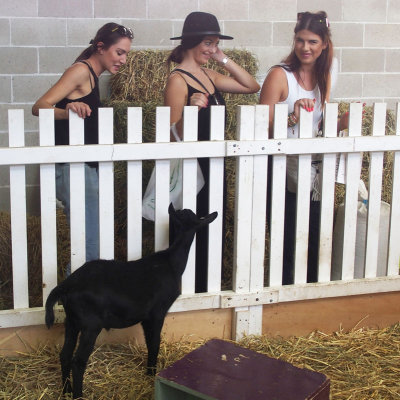 Black goat with admirers
