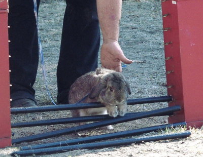 Jumping rabbit