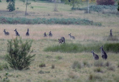 Kangaroos feeding, late afternoon