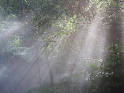 0386: Contrived rainforest