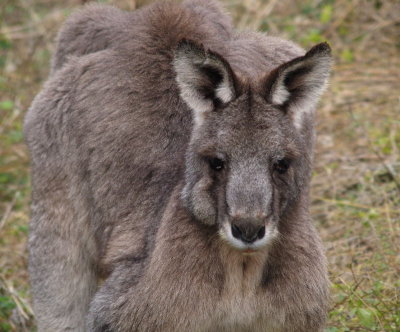 0096: Cautious elderly kangaroo