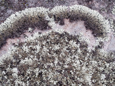 Lichen on sandstone  1