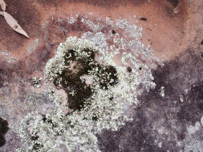 Lichen on sandstone  2