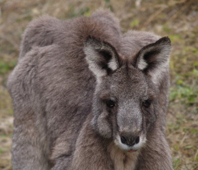 Elderly kangaroo