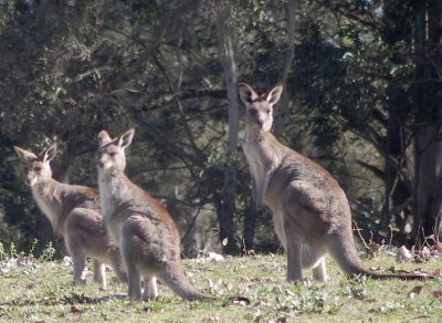 0168: Three watchful kangaroos