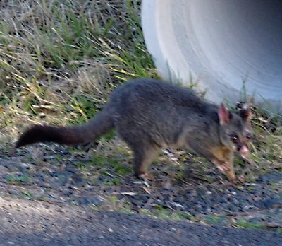 Brush-tailed possum   beside the track