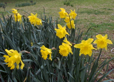 Daffodils: Magnifique