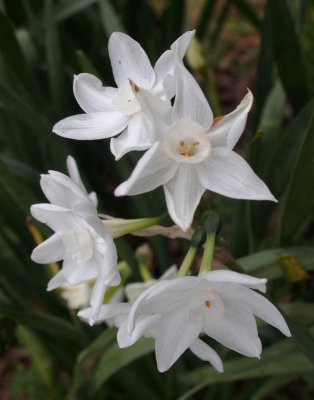 Narcissus: Paper White