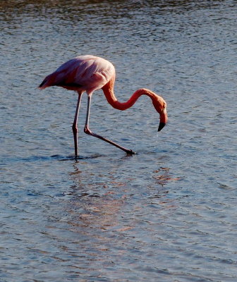 0507: One flamingo