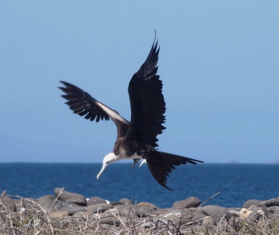 North Seymour Island