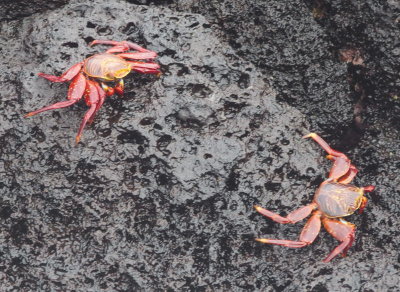 0701: Sally Lightfoot Crabs