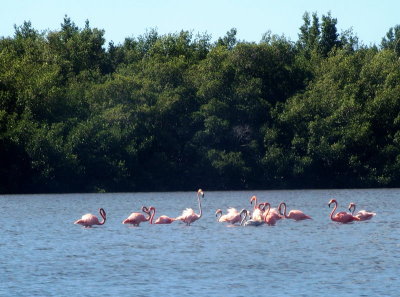 1925: Thirteen flamingos