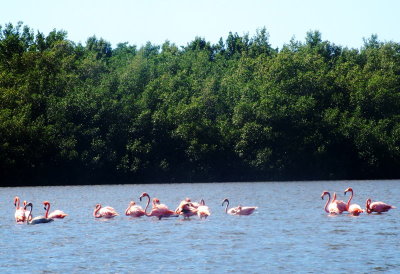 1932: Fourteen flamingos