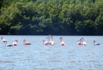 1934: Flamingos all with heads up