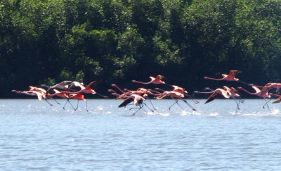 1947: Flamingos taking off