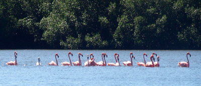 1956: South-facing flamingos