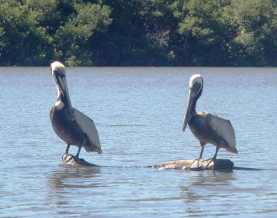 1976: Two pelicans