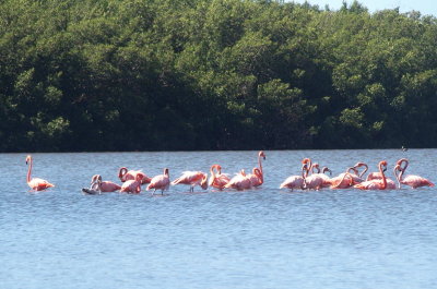 1981: Busy flamingos