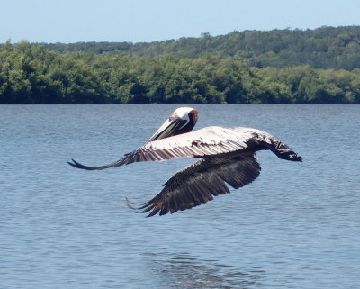 2006: Flying pelican