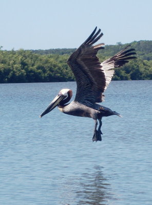 2007: Posed pelican