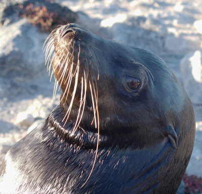 Sea lion