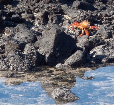 0437: Sally Lightfoot crab
