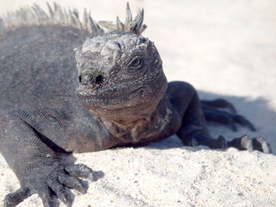 0455: Marine iguana