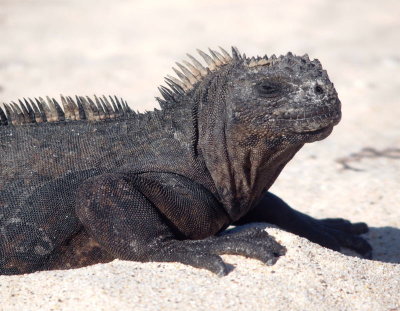 0459: Marine iguana