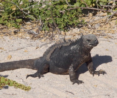 0467: Marine iguana