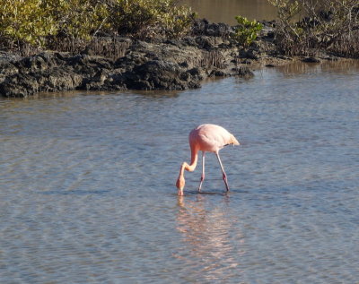 0478: One flamingo