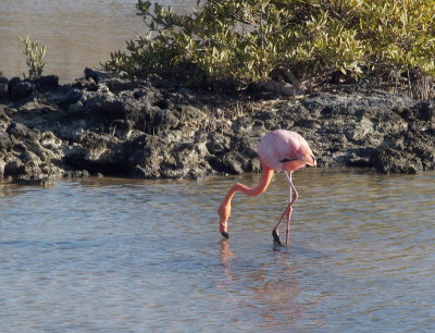 0487: One flamingo
