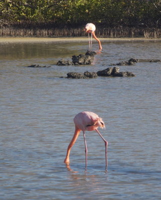 0491: Two flamingos