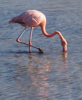 0499: One flamingo