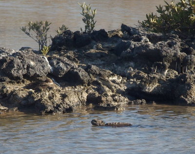 0515: Marine iguana swimming
